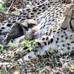 कूनो नेशनल पार्क से आई खुशखबरी, ‘गामिनी’ ने दिया चार शावकों को जन्म