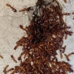 घर में निकली ‘लाल बाबा’ चींटियां! छतरपुर में आस्था से जुड़ा अनोखा रहस्य