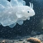 समुद्री जीव ने तोड़े विज्ञान के नियम, 30,000 फीट गहराई में मिला रहस्यमयी जीव