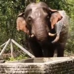 गर्मी से बचने हाथी के नहाने का VIDEO, रायगढ़ में पानी की टंकी के पास पहुंचा.. सूंड से खुद पर छिड़कता रहा पानी