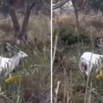 सफेद रंग, गुलाबी आंखें! काजीरंगा में दिखा दुर्लभ Albino Hog Deer, असम के CM ने शेयर किया वीडियो