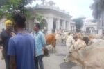 सडक़ पर घूम रहे मवेशियों को हांकते हुए कलेक्टोरेट पहुंच गए लोग, बोले- अब कलेक्टर साहब जानें
